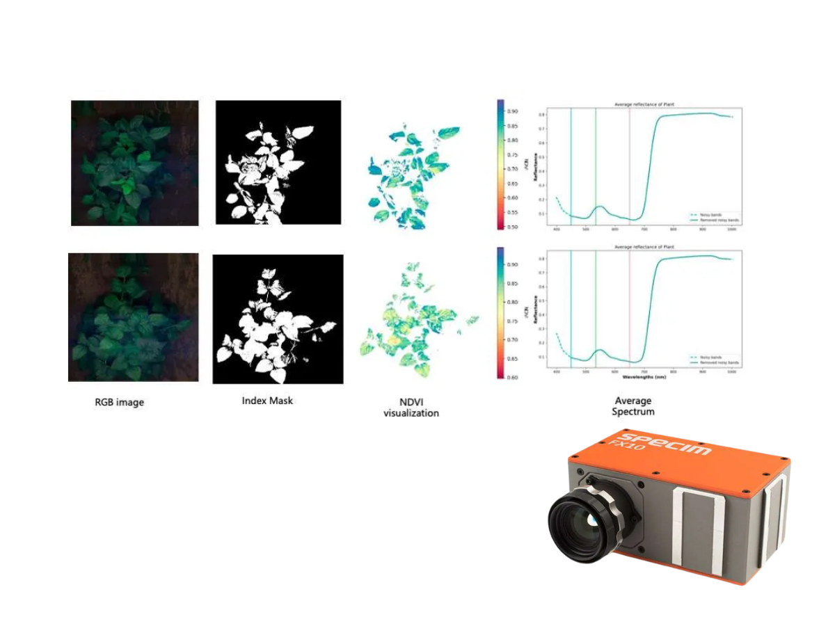 Side by side images of plants with RGB, index mask, NDVI visualization and average spectrum in VNIR