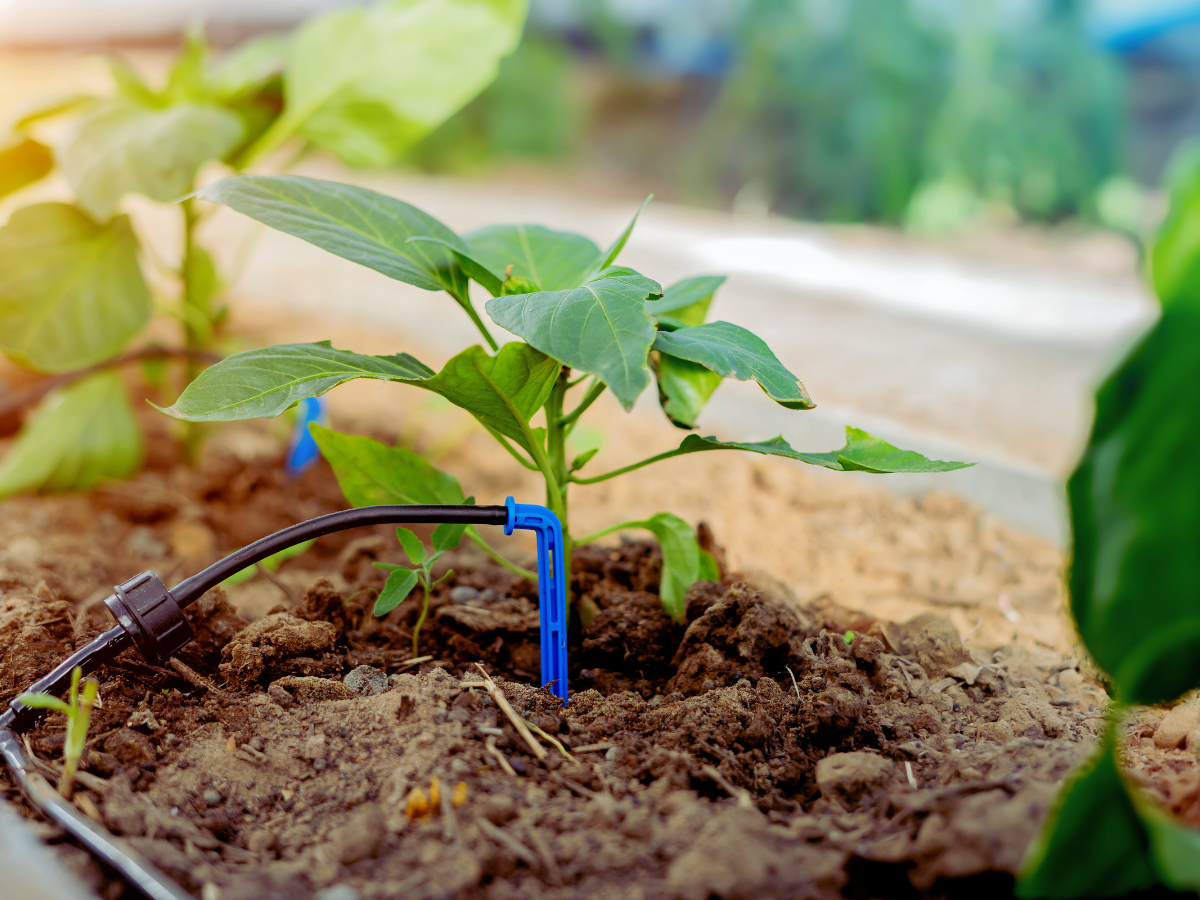 Close up image of plant in dirt with irrigation system