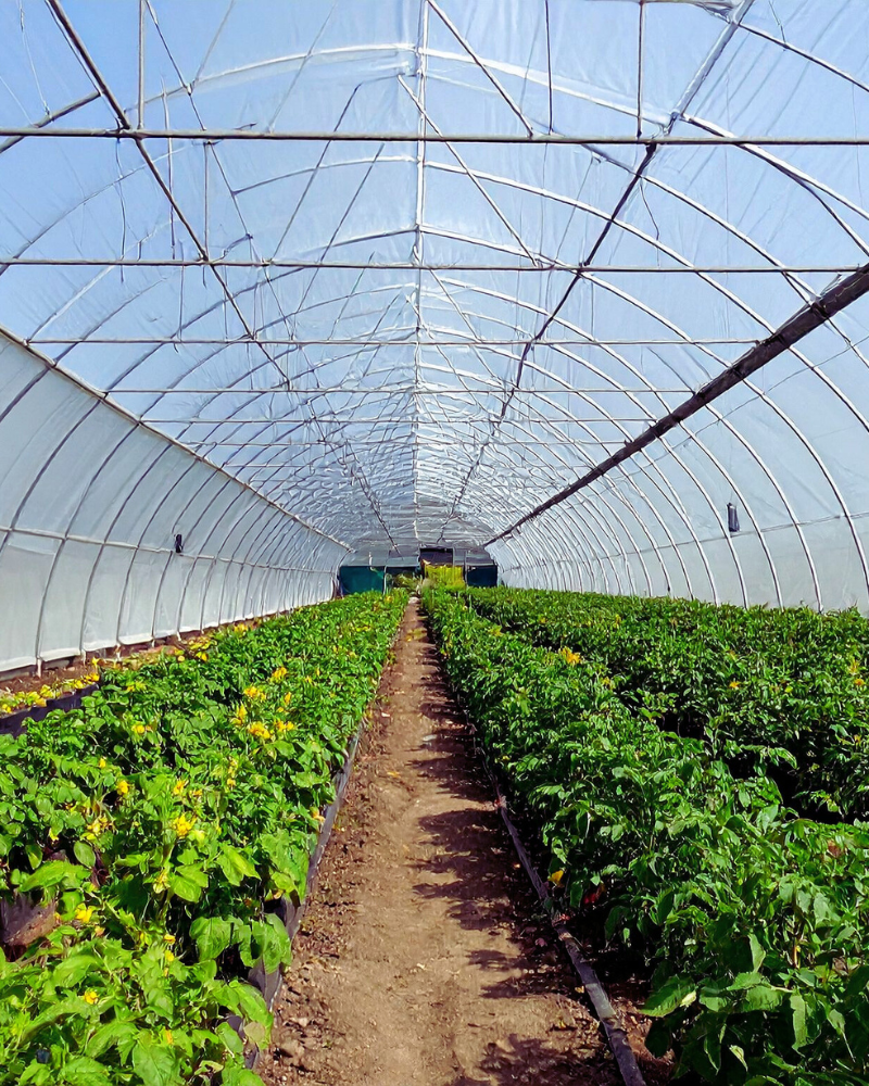 Plants in a greenhouse